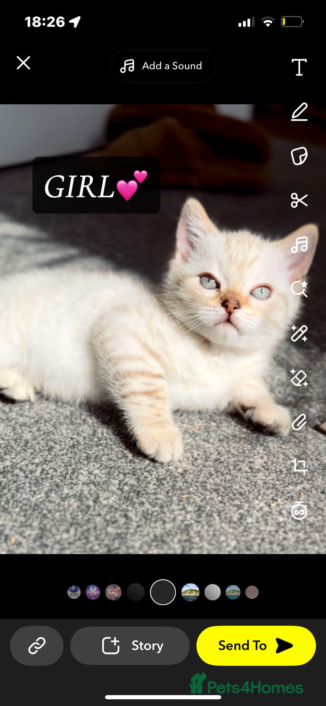 Bengal cats for sale: ✨British shorthair X Rosetted Snow Mink Bengal  - Image 2