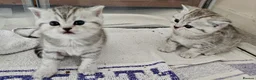 British Shorthair cats for sale: Black silver british shorthair kittens - Advert 4