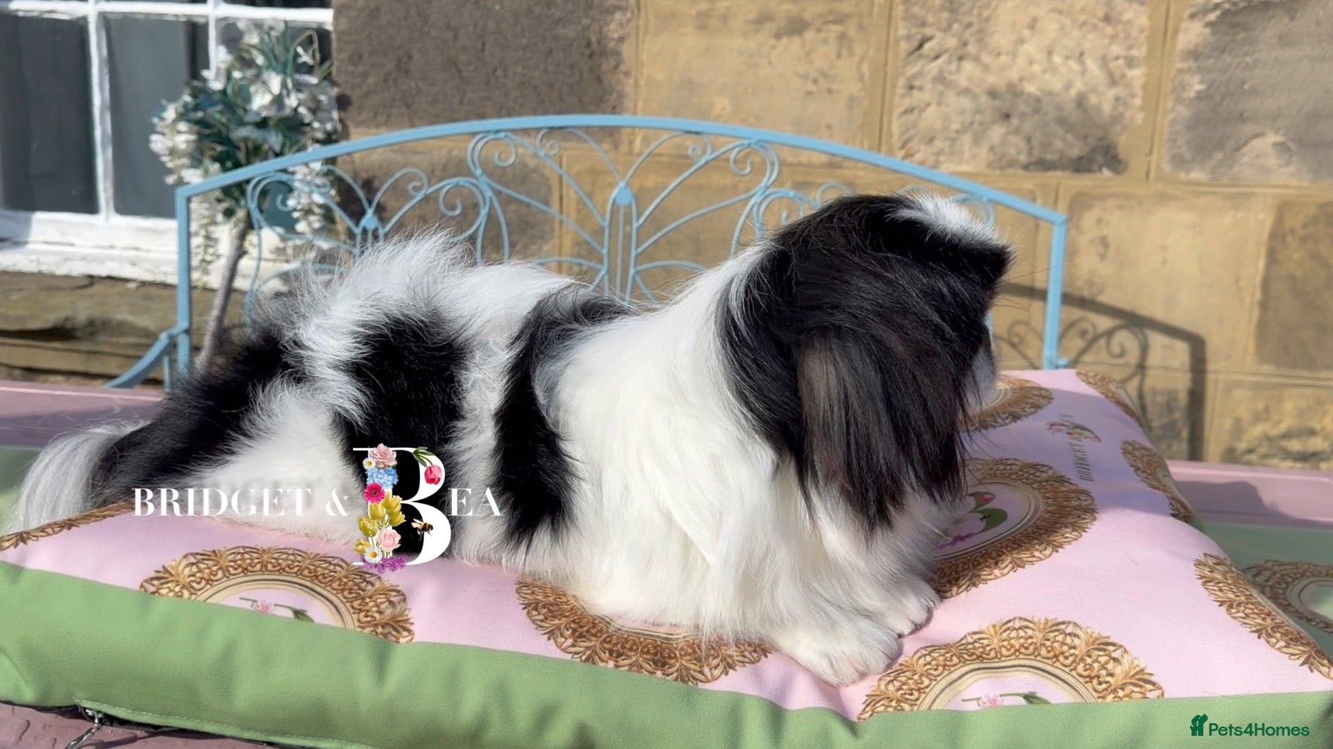 Pekingese dogs 1 year old kc female - Advert 1