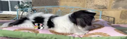 Pekingese dogs for sale: 1 year old kc female - Advert 1