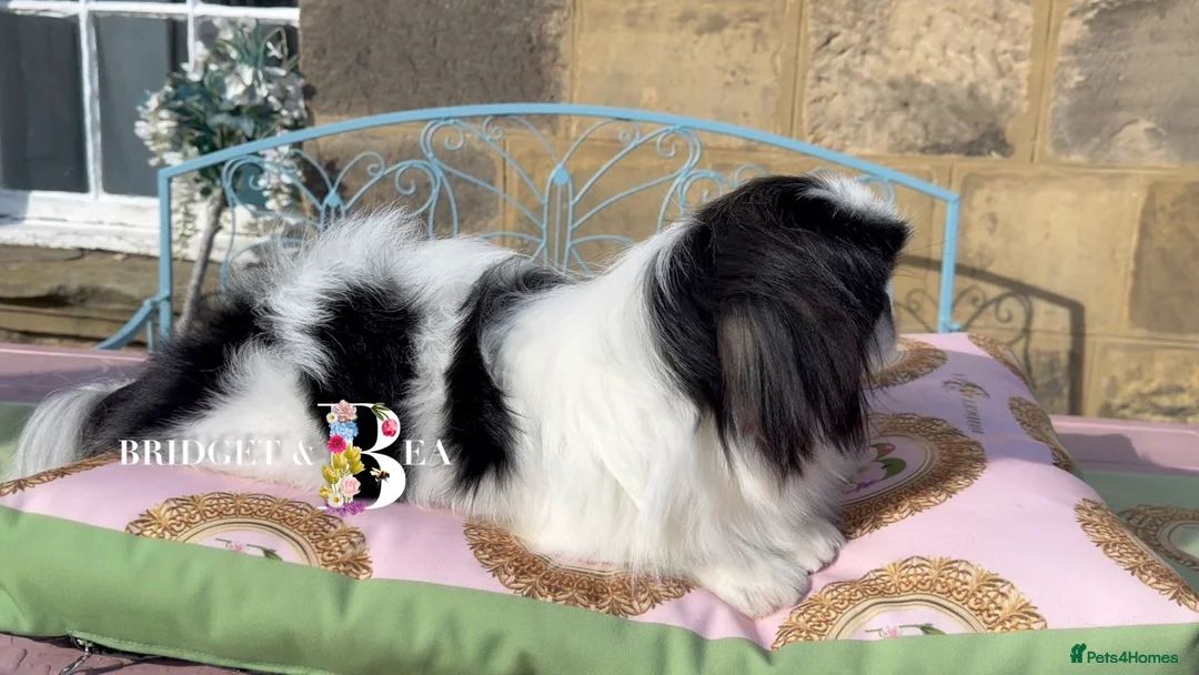 Pekingese dogs for sale: 1 year old kc female - Advert 1
