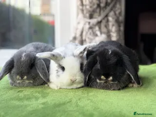 Mini Lop rabbits Baby Mini Lops - Advert 10