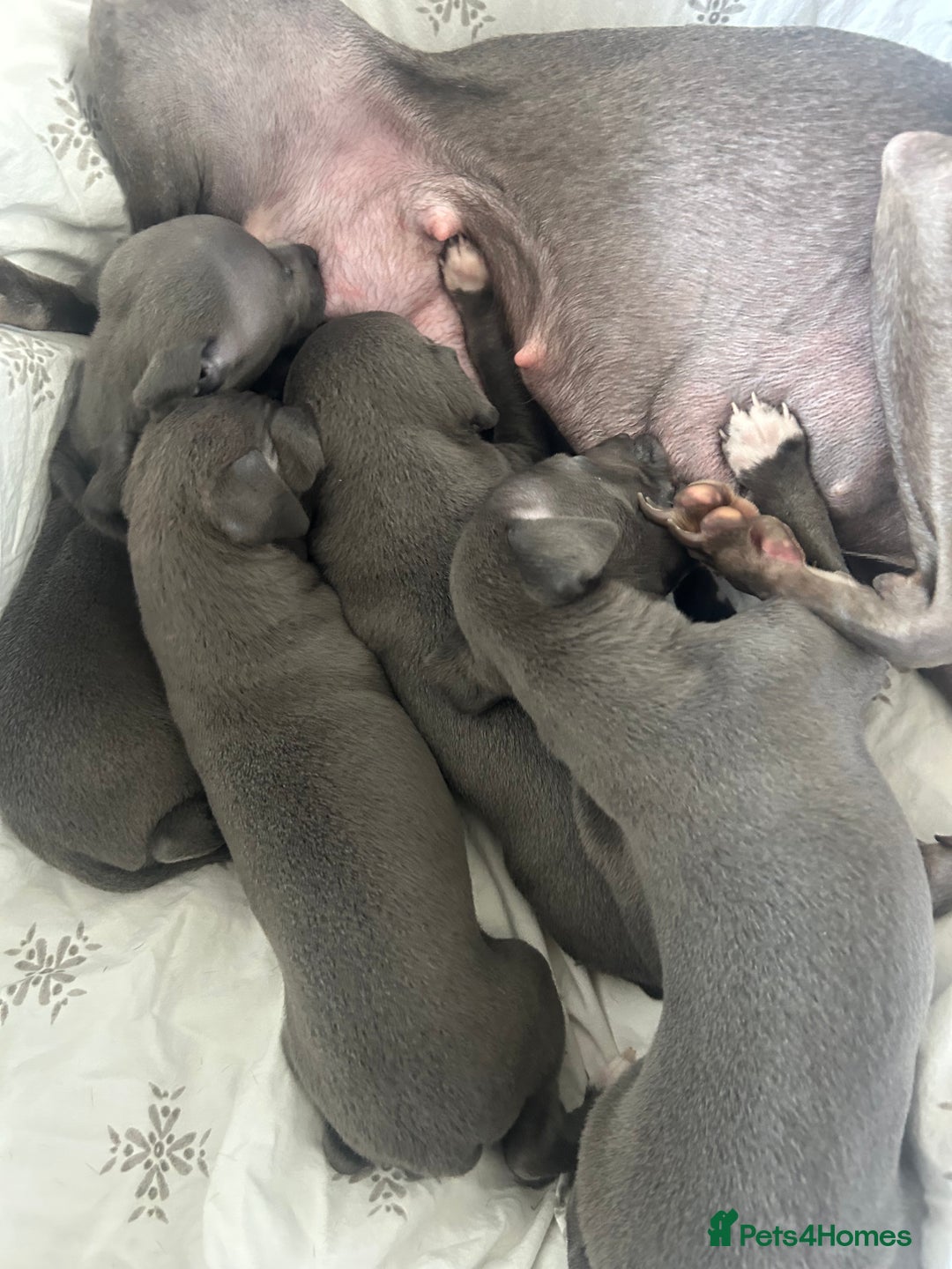 Italian Greyhound dogs for sale: 1 boy left  - Image 16
