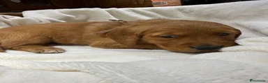 Golden Retriever 1