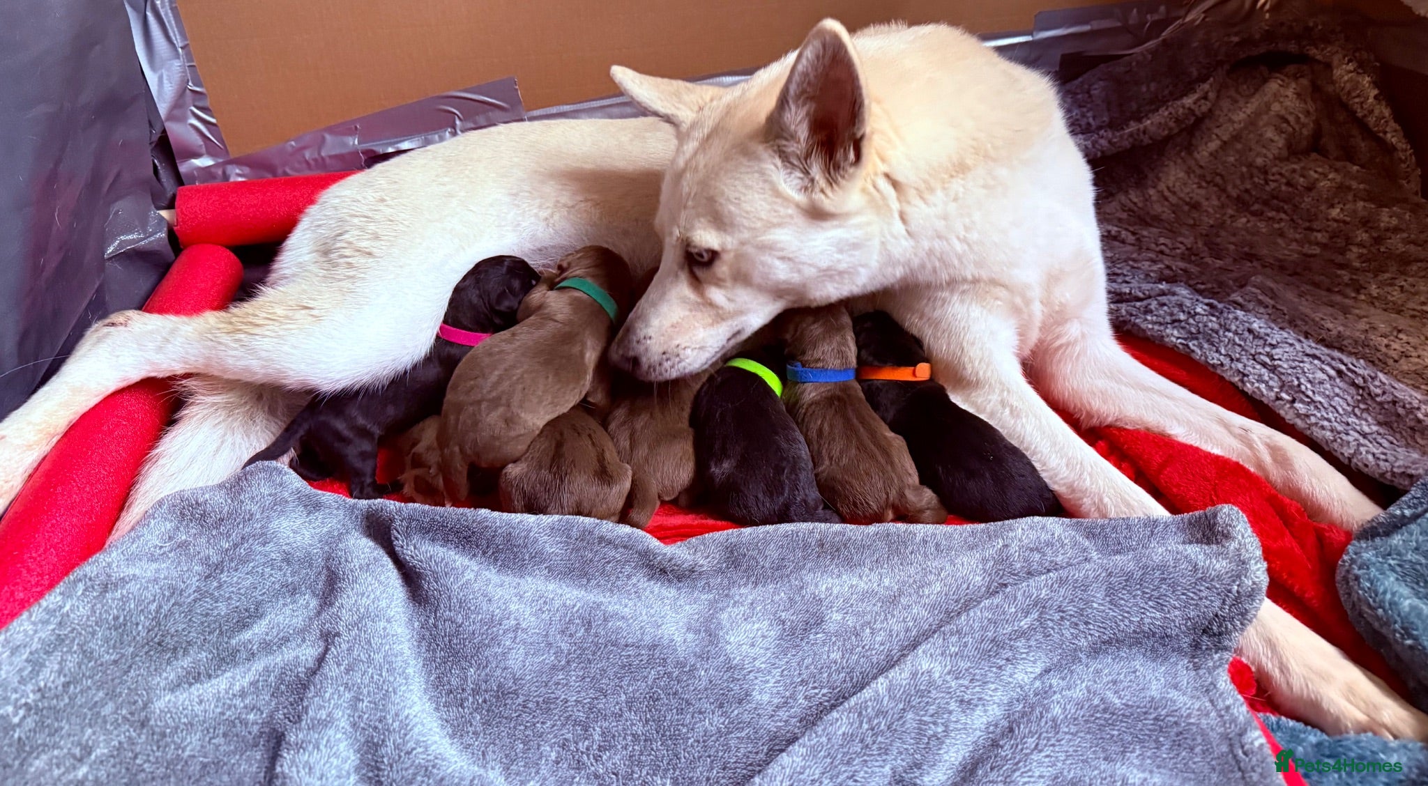 Mixed Breed dogs Gorgeous Siberian Shepsky x Weimaraner Puppies  - Advert 2
