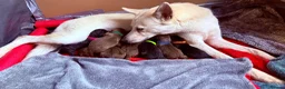 Mixed Breed dogs for sale: Gorgeous Siberian Shepsky x Weimaraner Puppies  - Advert 11