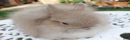 Cashmere Lop rabbits for sale: STUNNING JERSEY WOOLY BUCK  - Advert 2