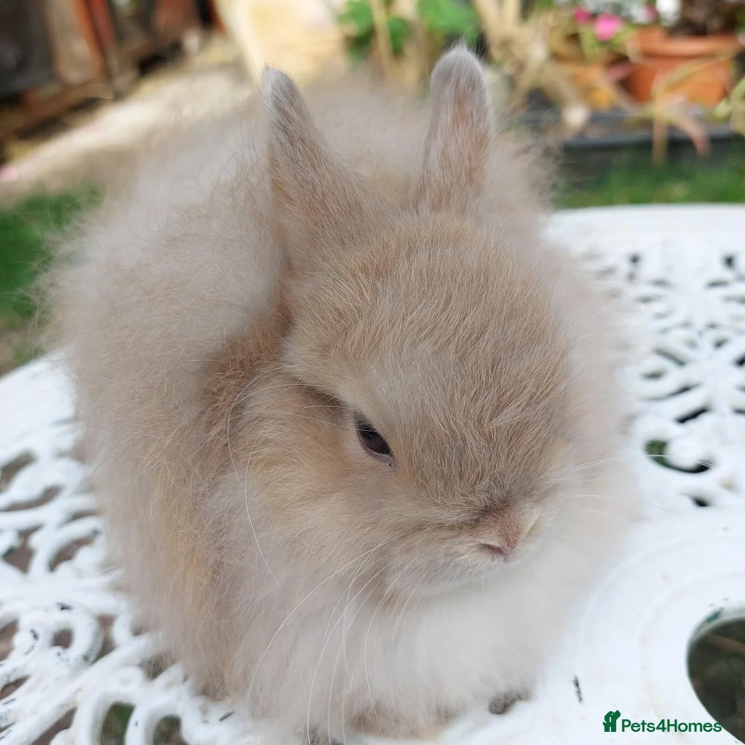 Cashmere Lop rabbits for sale: STUNNING JERSEY WOOLY BUCK  - Advert 2