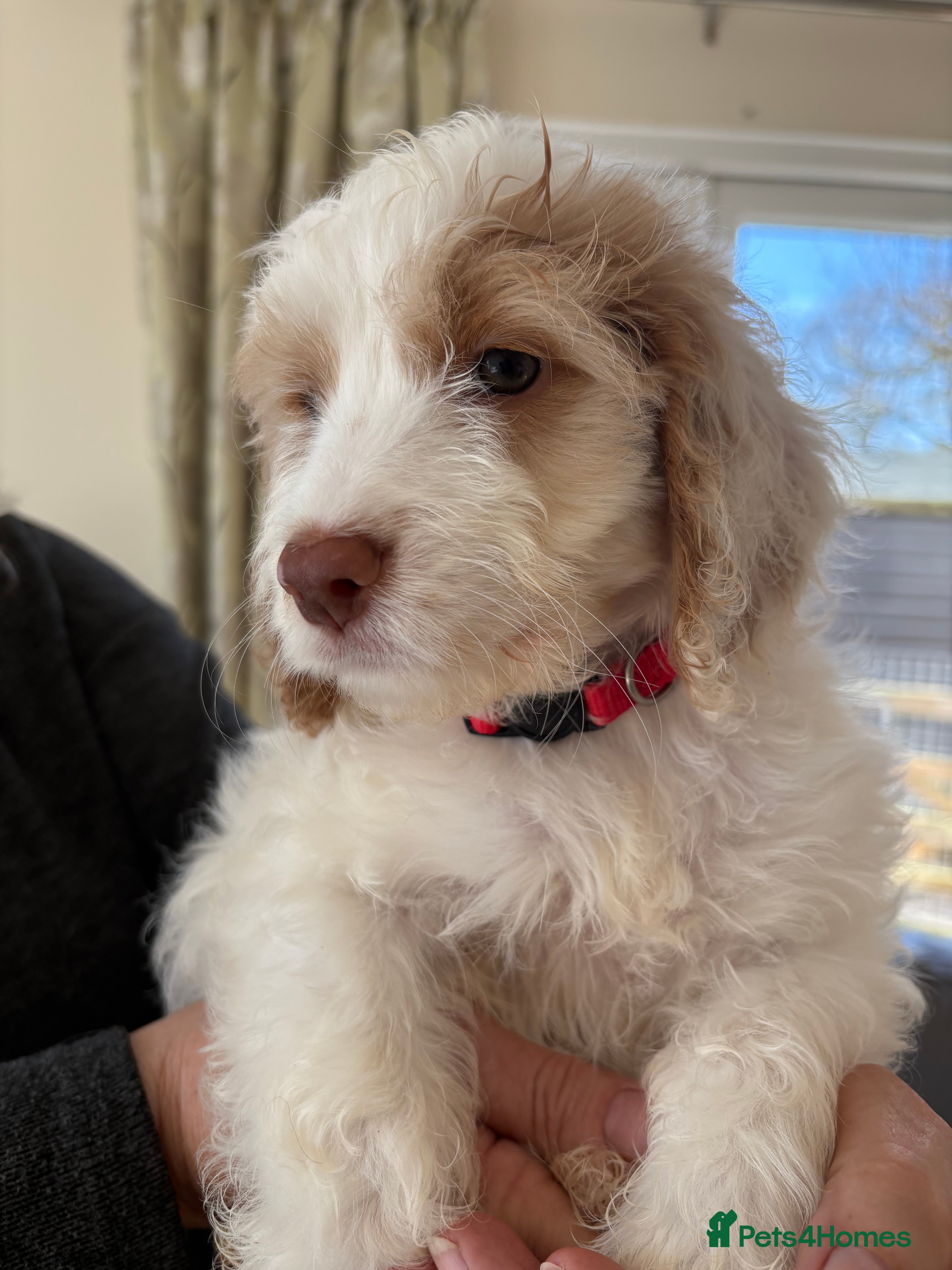 Cockapoo dogs Most Beautiful litter F1 Cockapoo puppies  - Advert 6