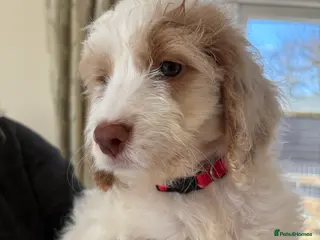 Cockapoo dogs Most Beautiful litter F1 Cockapoo puppies - Advert 6