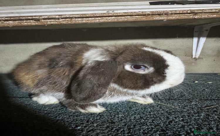 Mini Lop rabbits - Advert 12
