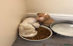 Mixed Breed dogs for sale: 7 Gorgeous Lurcher x Pocket Bully Pups  - Advert 3