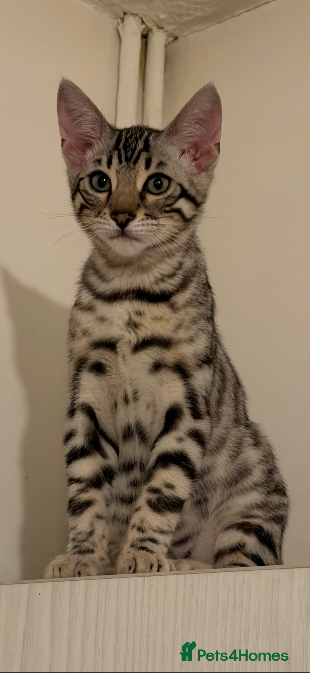 Bengal cats for sale: 🩶 BENGAL 🔥 KITTENS 🤍 TICA REGISTERED  - Advert 2