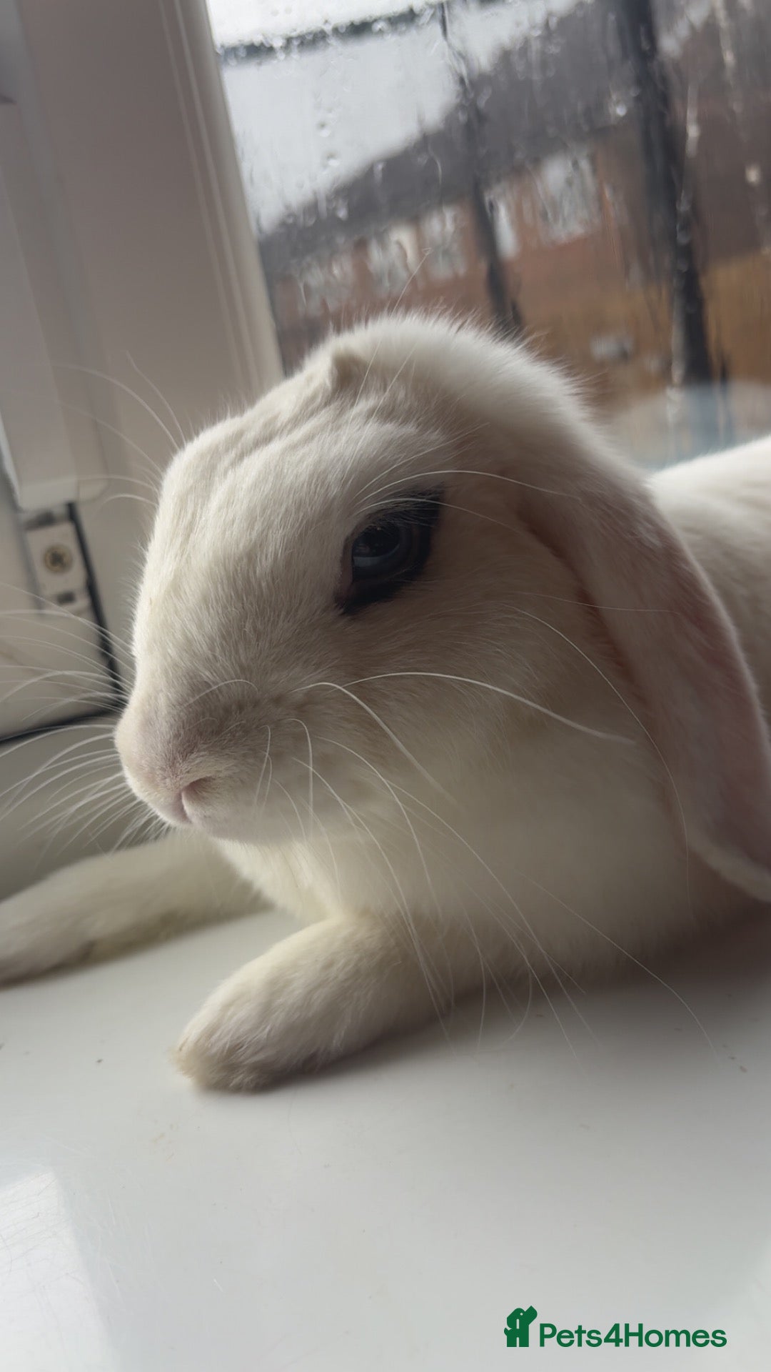 Mixed Breed rabbits Female lop x - Advert 1