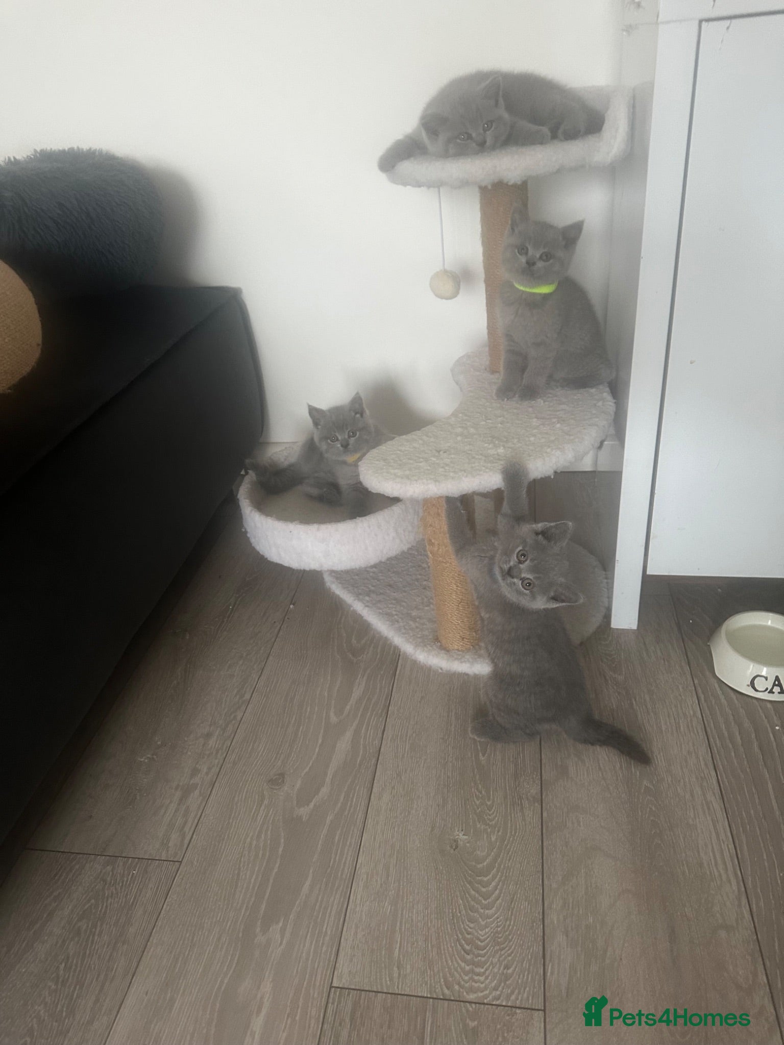 British Shorthair cats 4 beautiful blue British short hair kittens  - Advert 1