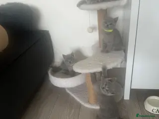 British Shorthair cats 4 beautiful blue British short hair kittens - Advert 1