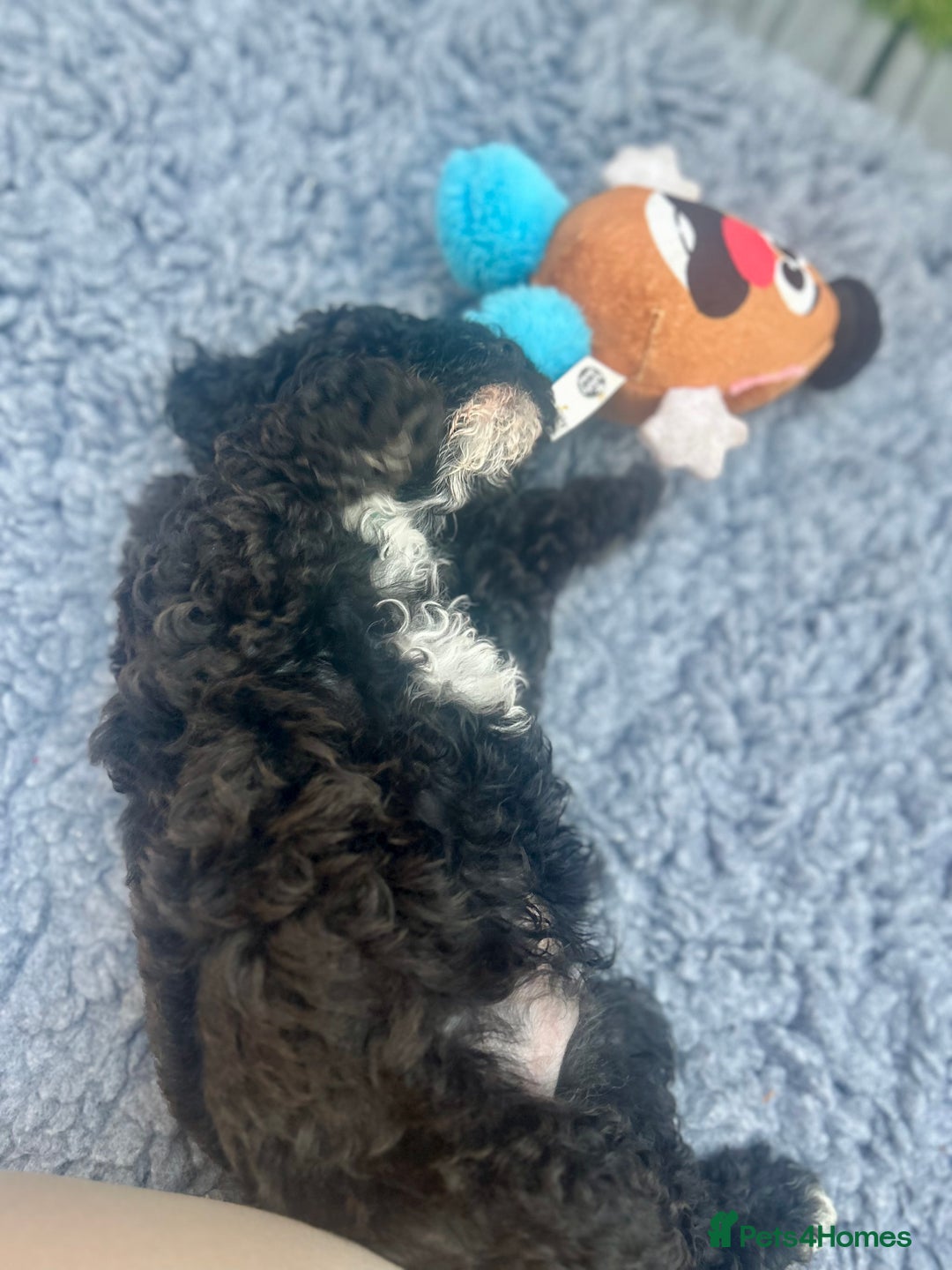 Maltipoo dogs for sale: Stunning F1b Toy Maltipoo puppies  in Bristol - Image 14