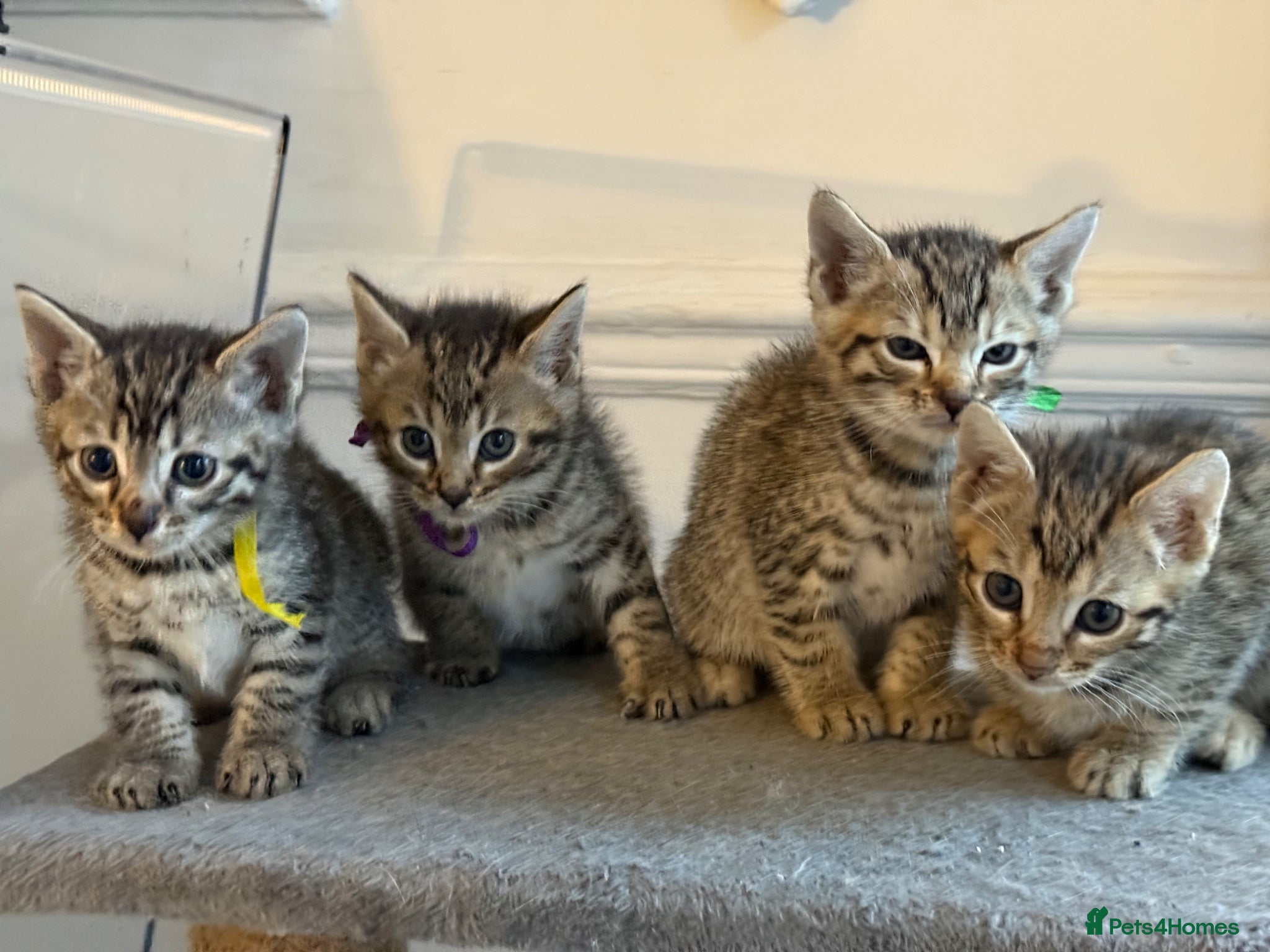 Bengal cats Mixed Bengal Breed  - Advert 1