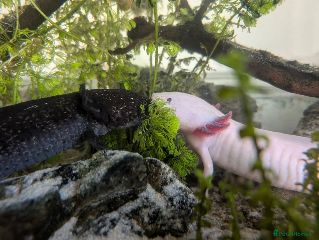 Axolotl reptiles for sale: Two Axolotls for sale - Advert 1