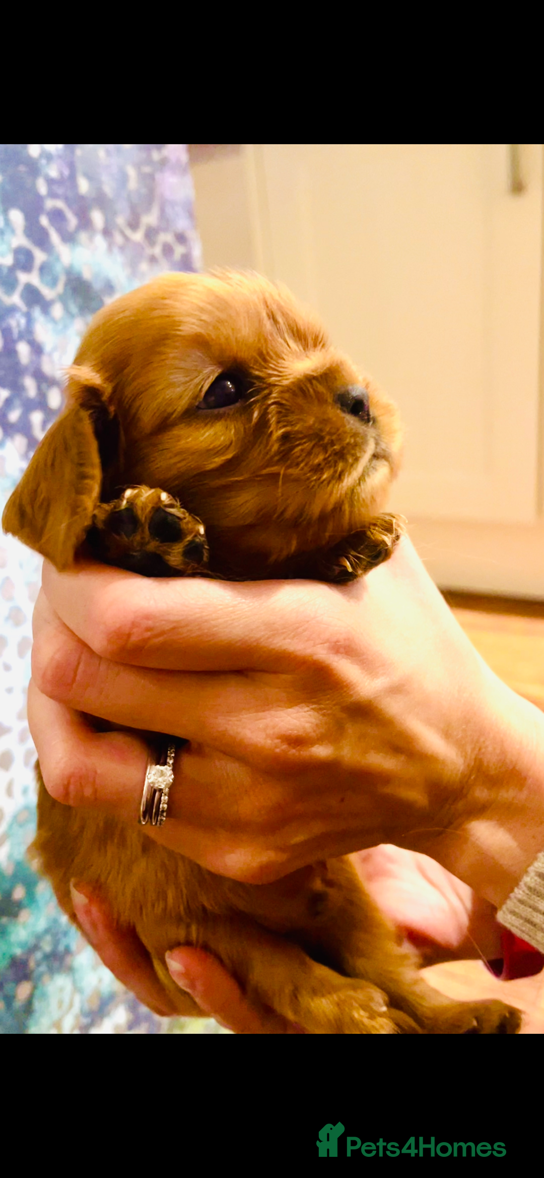 Cavalier King Charles Spaniel dogs for sale: Pure pedigree kc registered ruby cavaliers - Advert 14