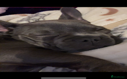 French Bulldog dogs for sale: Frenchie Pup - Image 4