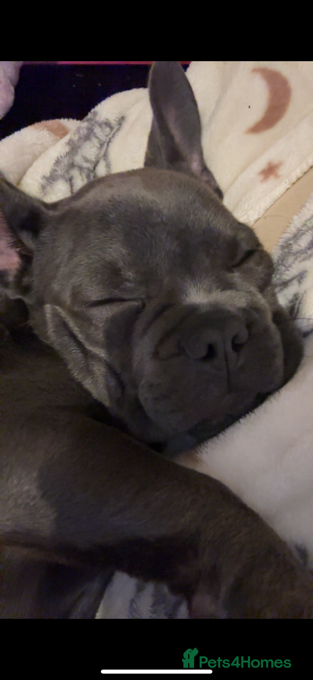 French Bulldog dogs for sale: Frenchie Pup - Image 4