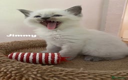 Ragdoll cats for sale: Pure breed ragdolls . Ready to leave SOON  - Image 15