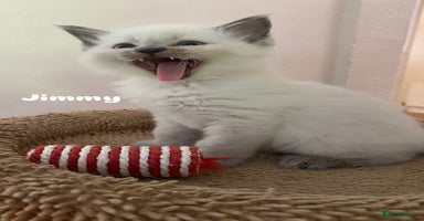 Ragdoll cats - Advert 11