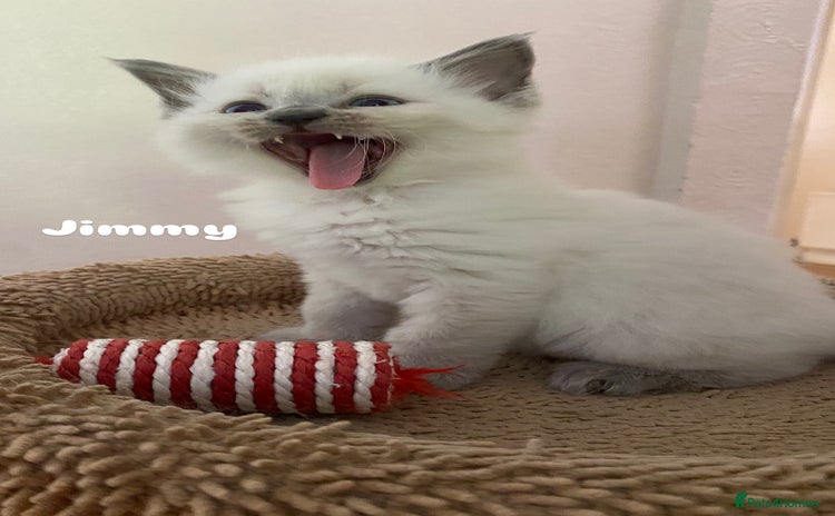 Ragdoll cats - Advert 1