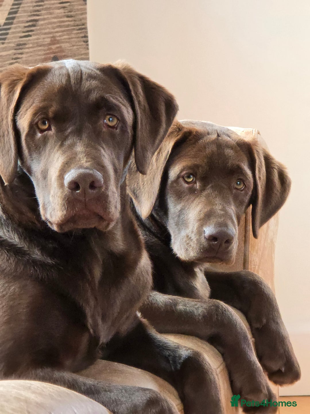 Labrador Retriever dogs for sale: 🐾 Two Beautiful Labradors 1 Boy, 1 Girl  🐾 - Image 1