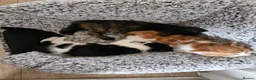 Mixed Breed cats for sale: Adorable and Friendly Kittens in Hungerford - Advert 21