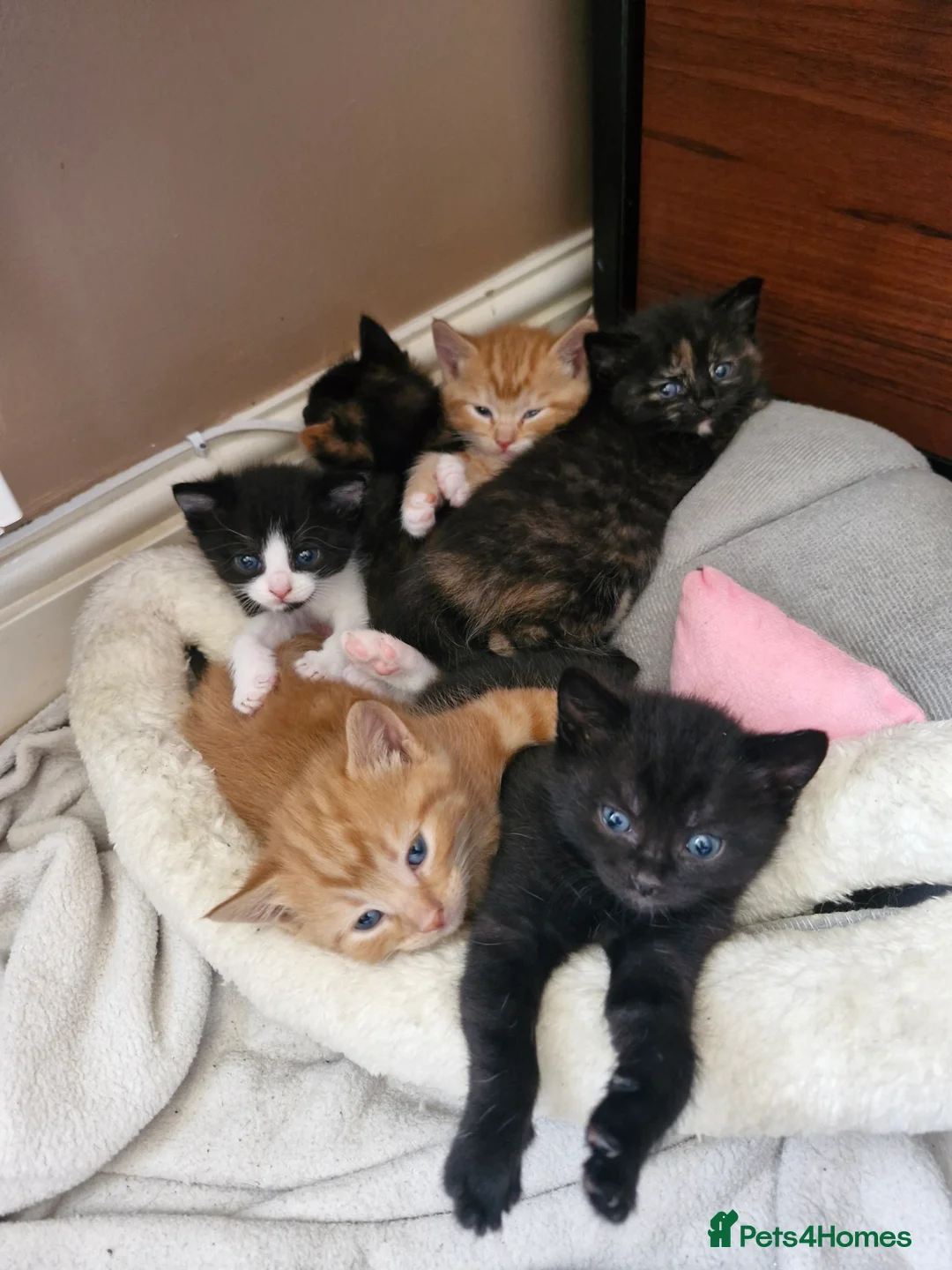 Mixed Breed cats for sale: Cute kitties are looking for a new home 🐈‍⬛ - Advert 22
