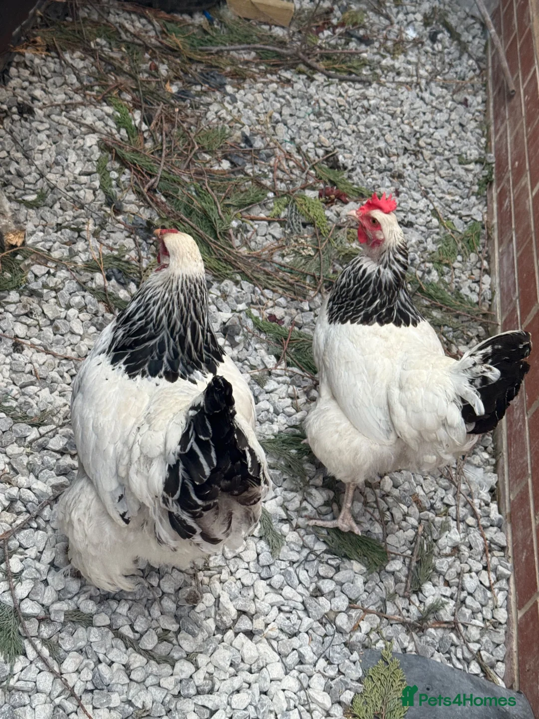 Mixed Breed poultry for sale: Point of lay hens  - Advert 2
