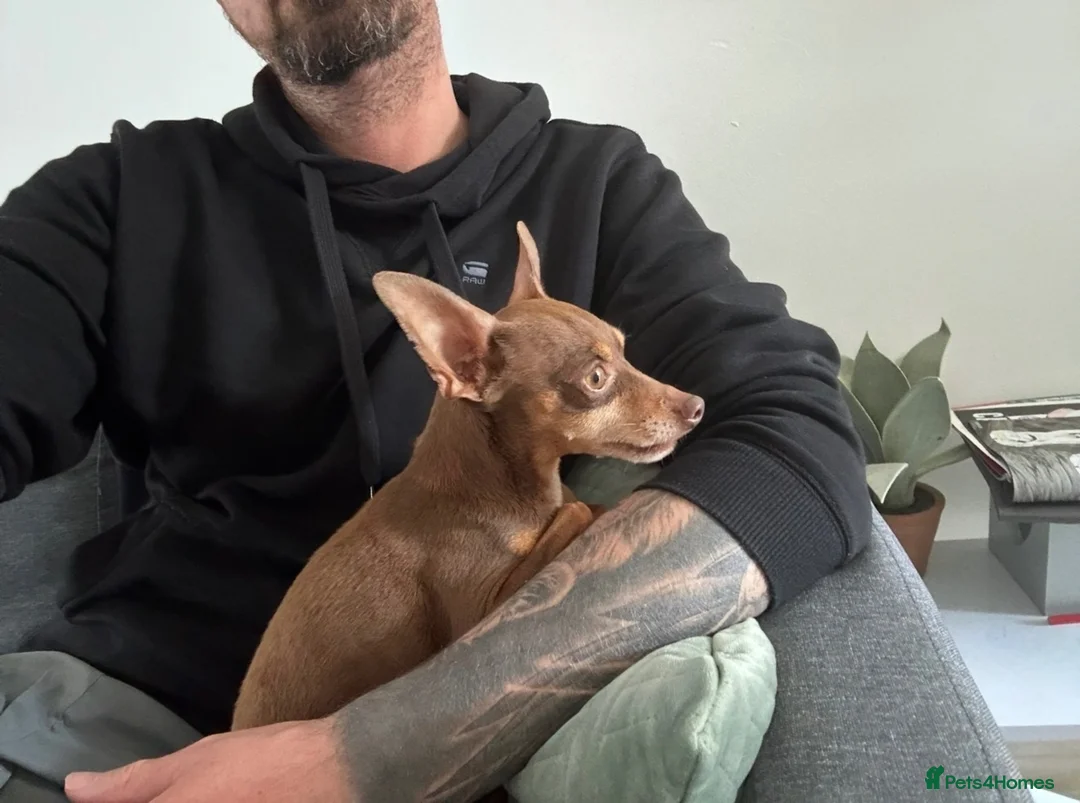 Miniature Pinscher dogs for sale: Vincent — Chocolate & Tan Miniature Pinscher - Advert 6