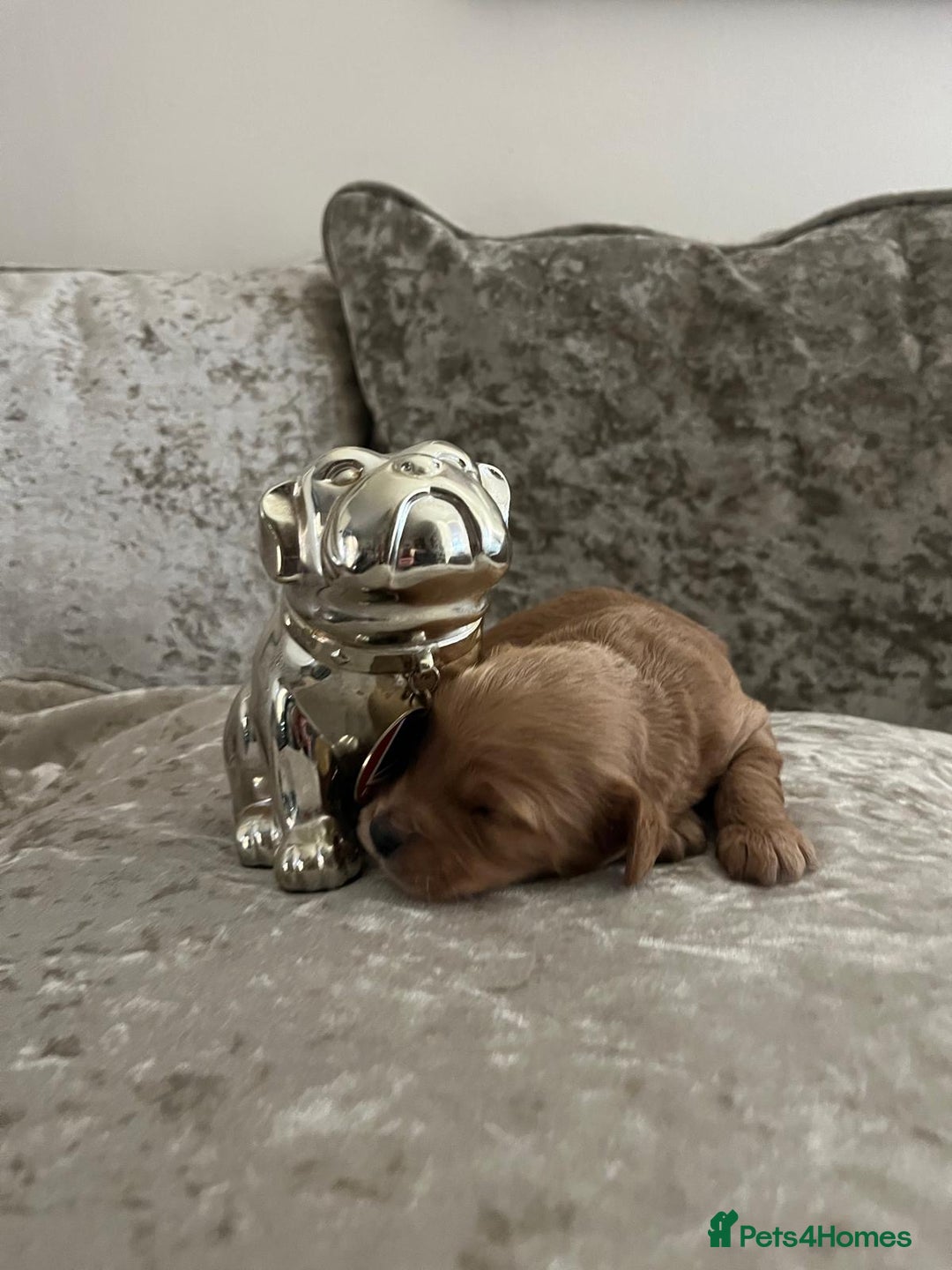 Cavapoo dogs for sale: F1 Cavapoo puppies - Advert 11