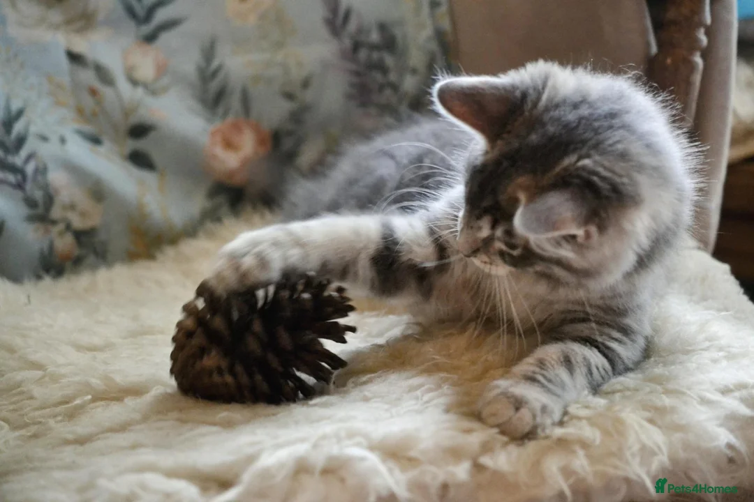 Maine Coon cats for sale: Russian blue mainecoon little boy - Advert 9