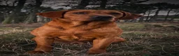 Australian Labradoodle dogs for sale: 🐾❤️ Beautiful Red Labradoodle puppies ❤️🐾 - Advert 2