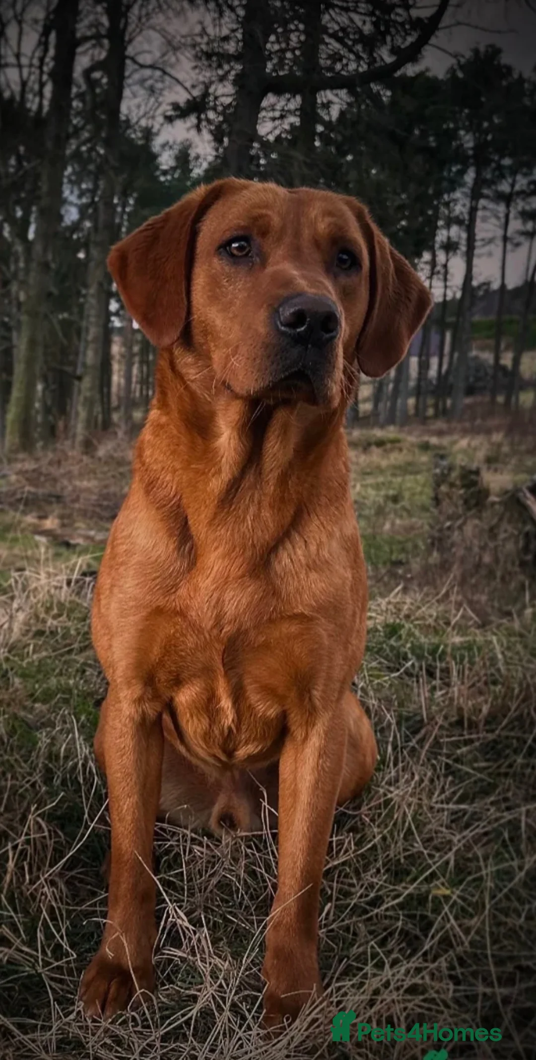 Australian Labradoodle dogs for sale: 🐾❤️ Beautiful Red Labradoodle puppies ❤️🐾 - Advert 2