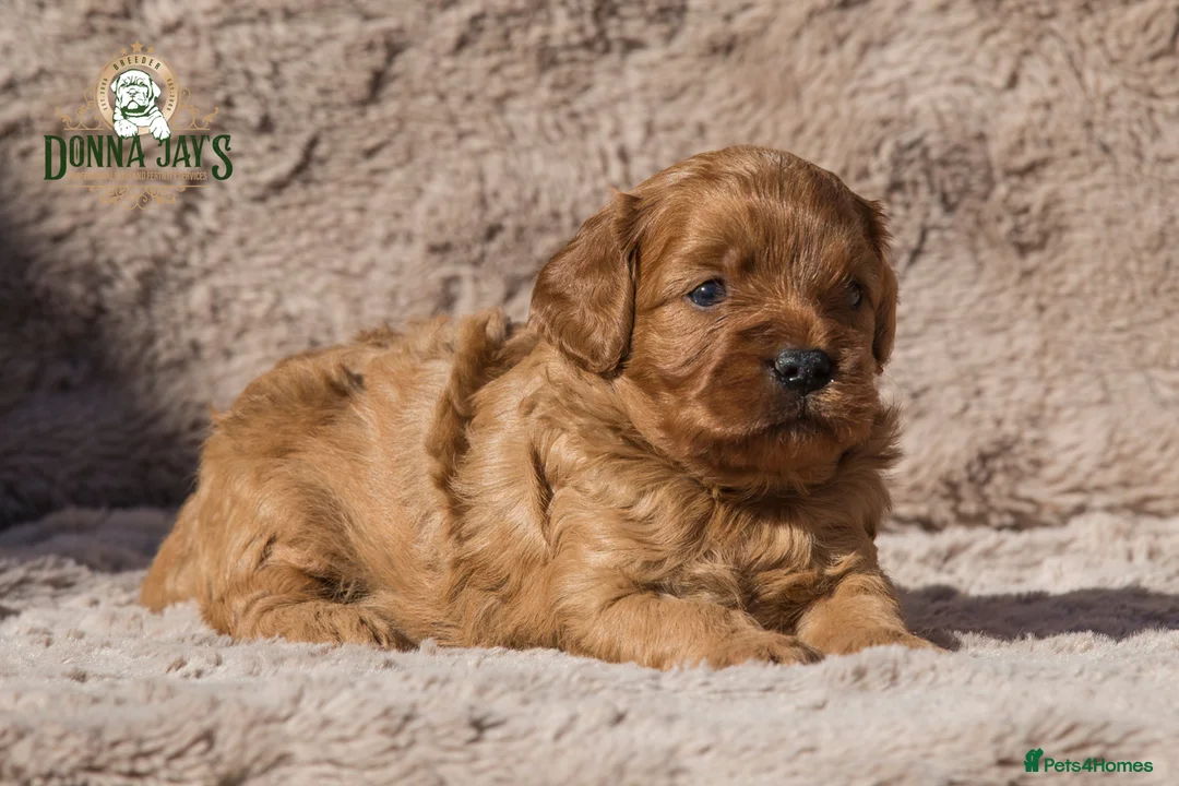 Cavapoo dogs for sale: Donna Jay’s Celebrity K9s   - Advert 1