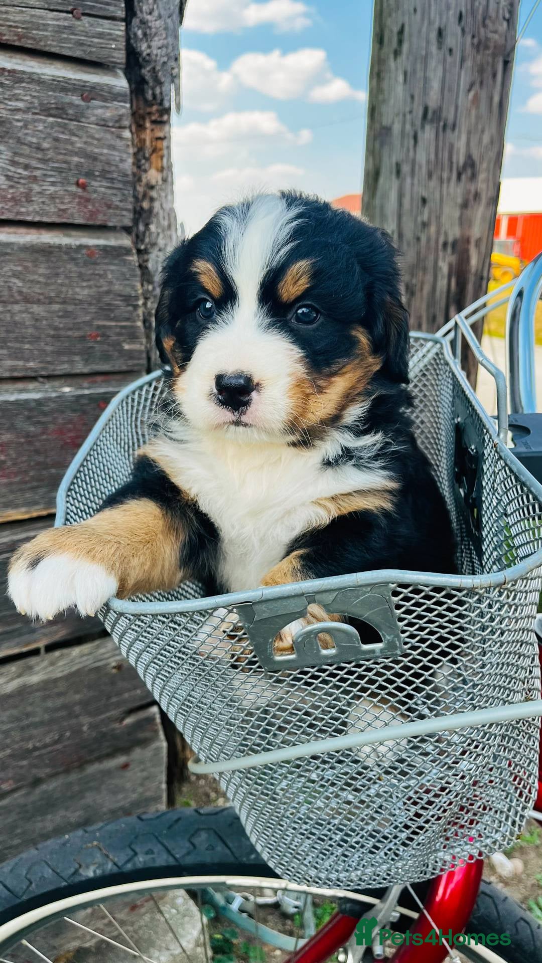 Bernese Mountain Dog dogs for sale: Bernese Mountain Dog Puppies - Image 1