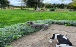 Whippet dogs for sale: Whippet puppies  - Image 1