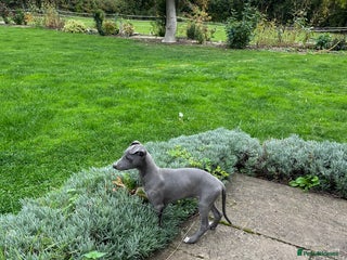 Whippet dogs - Advert 2