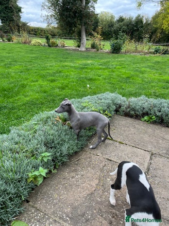 Whippet dogs - Advert 1