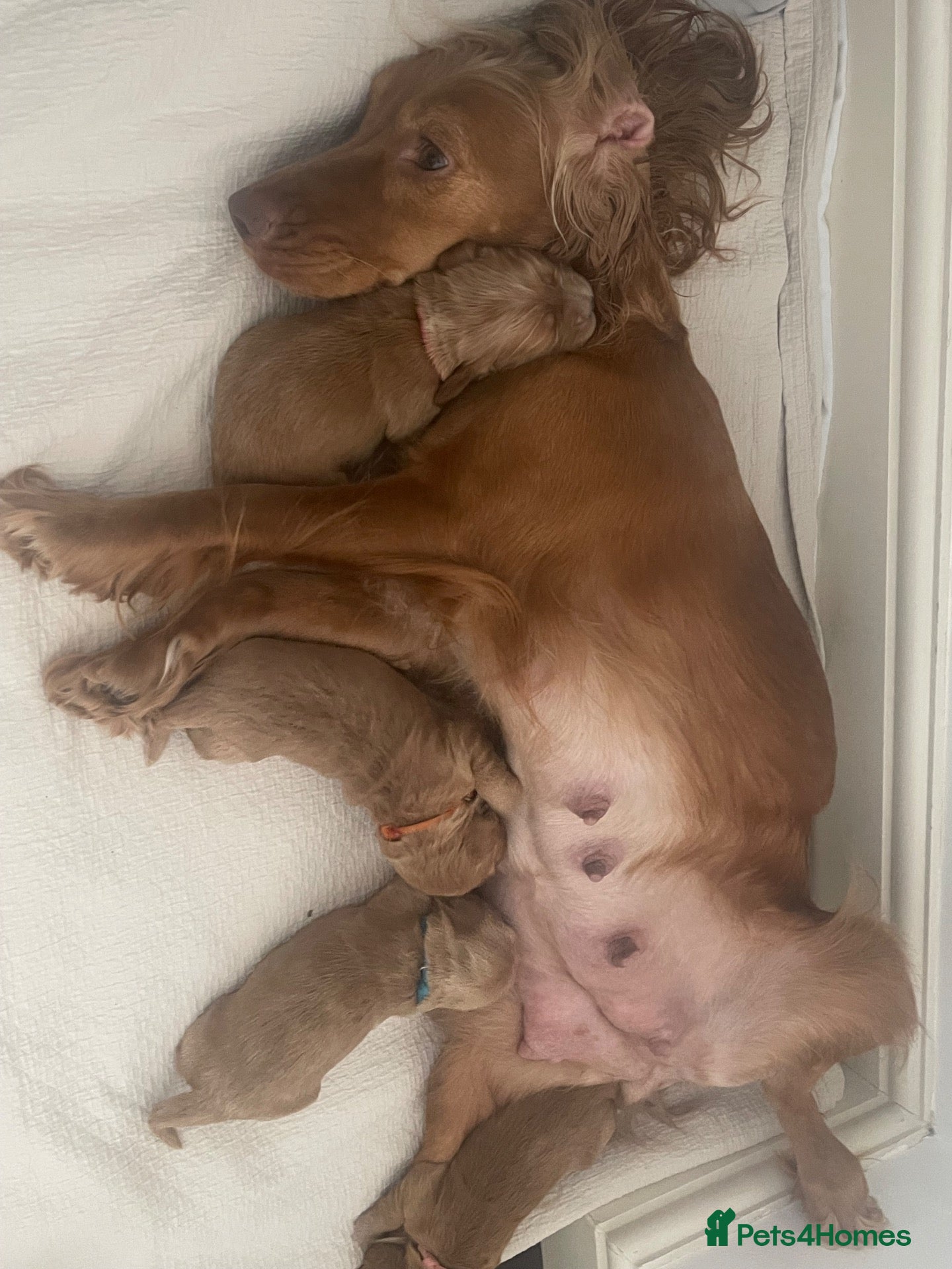 Cocker Spaniel dogs Beautiful cocker spaniel puppies  - Advert 2