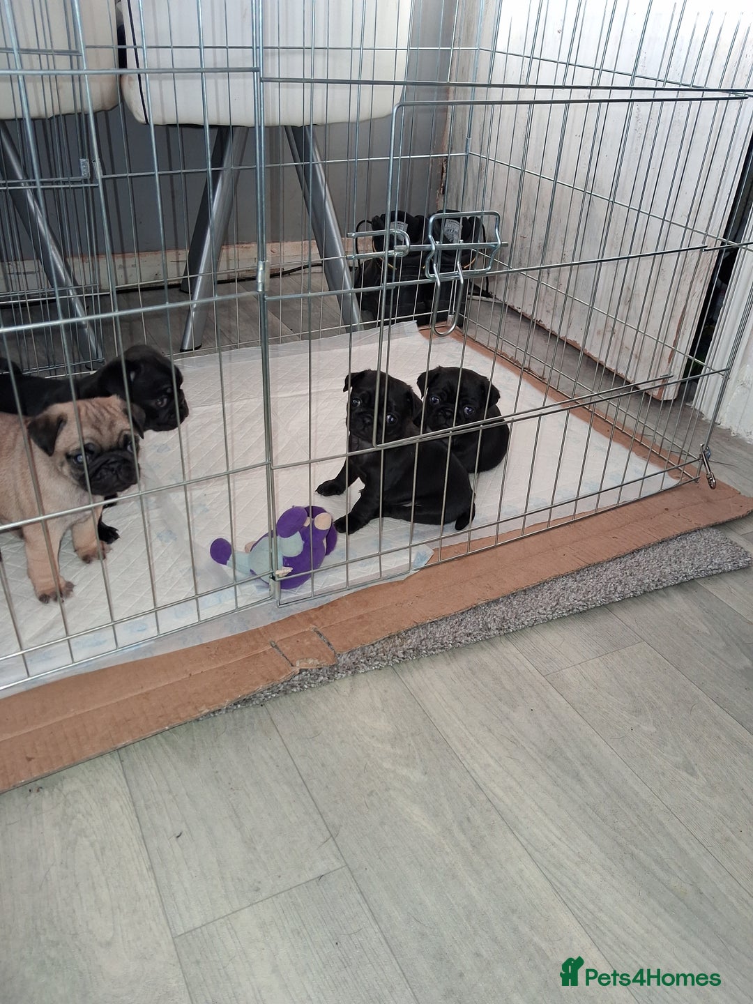 Pug dogs for sale: 5 adorable pug puppies for sale  - Advert 24