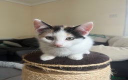 Mixed Breed cats for sale: Kittens for sale  - Image 4