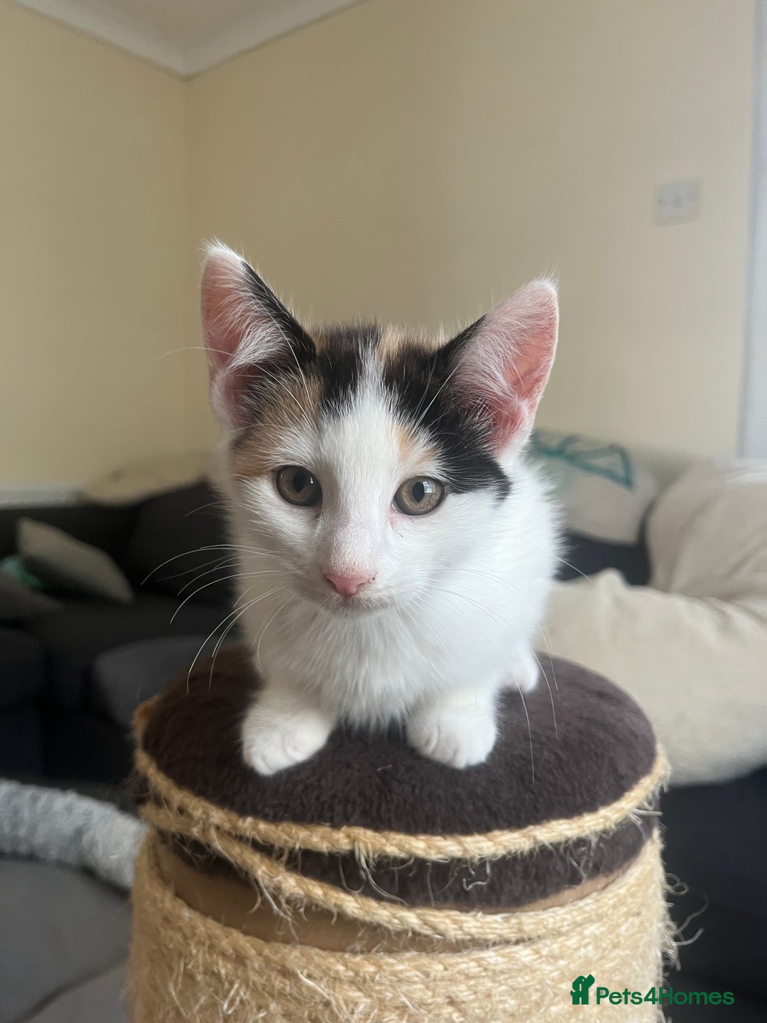 Mixed Breed cats for sale: Kittens for sale  - Image 4