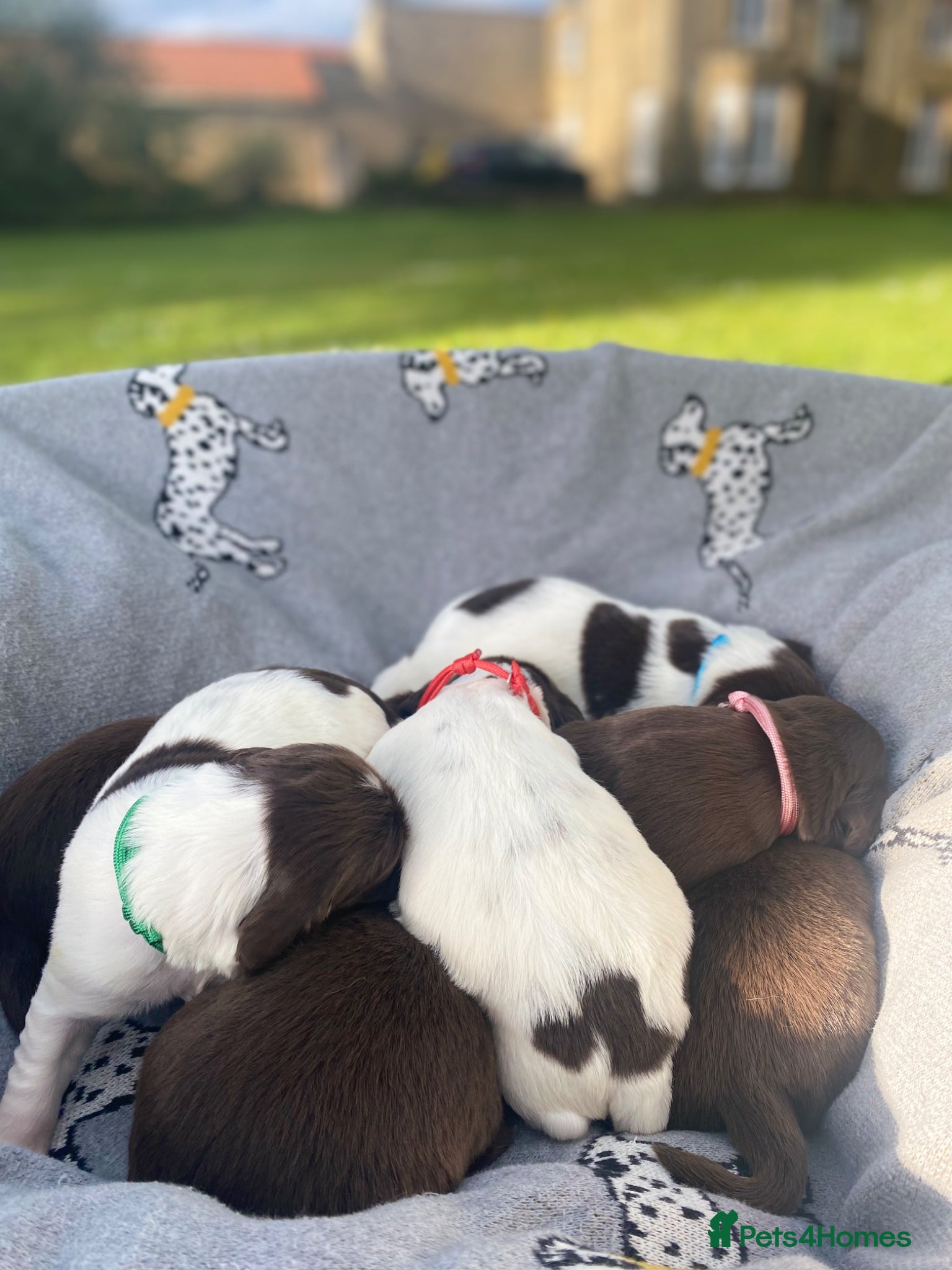 Springador dogs Beautiful Springador Puppies for Sale 🐾 - Advert 1