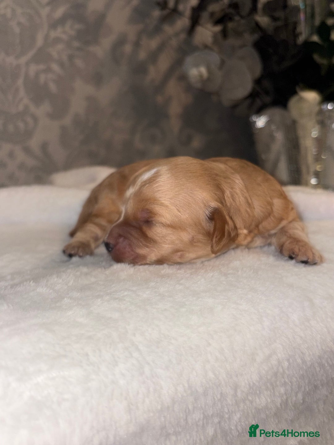 Cockapoo dogs for sale: F1B Cockapoo’s - Advert 15