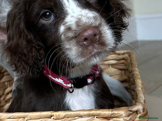 Cocker Spaniel dogs - Advert 14